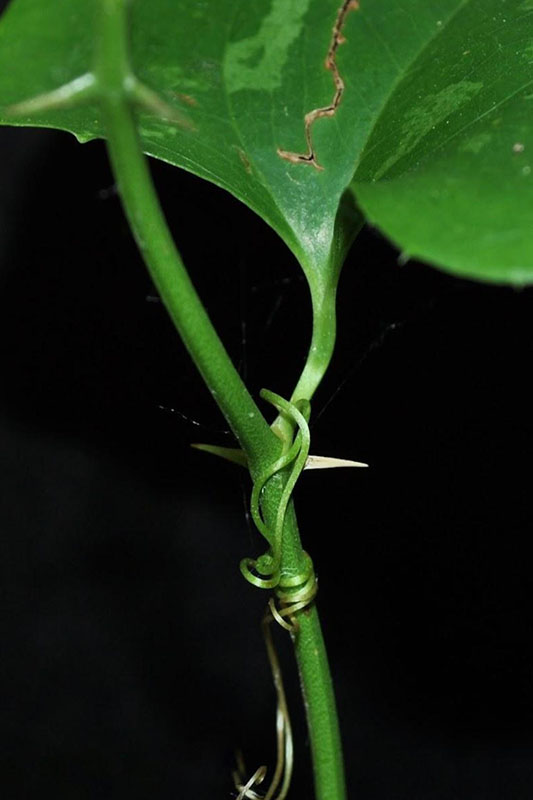 Light green tendrils