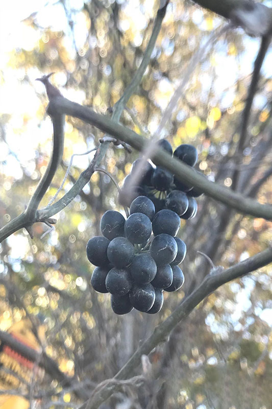 Small clusters of shiny, black berries