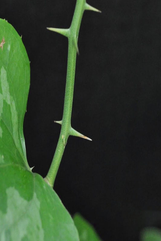 Tough green stems with stout prickles