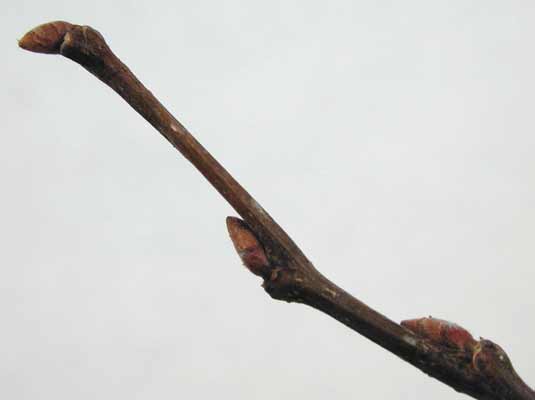 Slender, brown twig with knobs and ridges. Slender, brown twig with knobs and ridges.