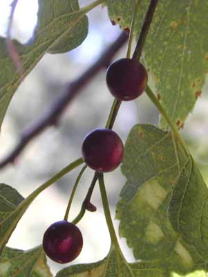 Three dark purple berry-like fruits hanging in a line on a branch. Three dark purple berry-like fruits hanging in a line on a branch.