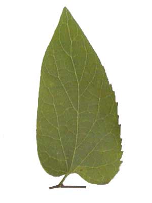 Sharp, toothed green leaf with veins emerging from the wide base and tapering to the tip. Sharp, toothed green leaf with veins emerging from the wide base and tapering to the tip.
