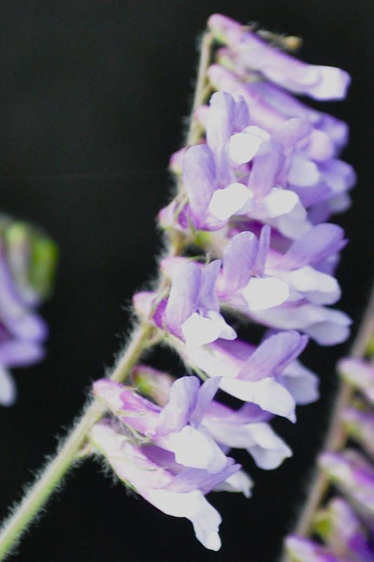 Hairy Vetch Oklahoma State University