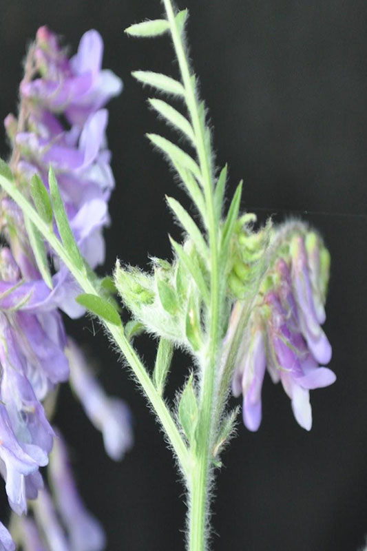 Fuzzy stems and leaves