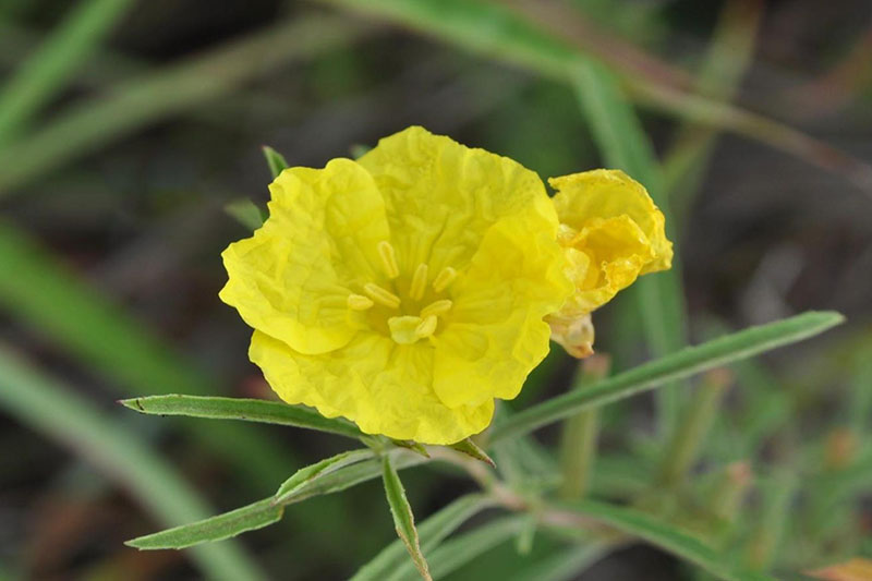 Halfshrub Sundrop Oklahoma State University