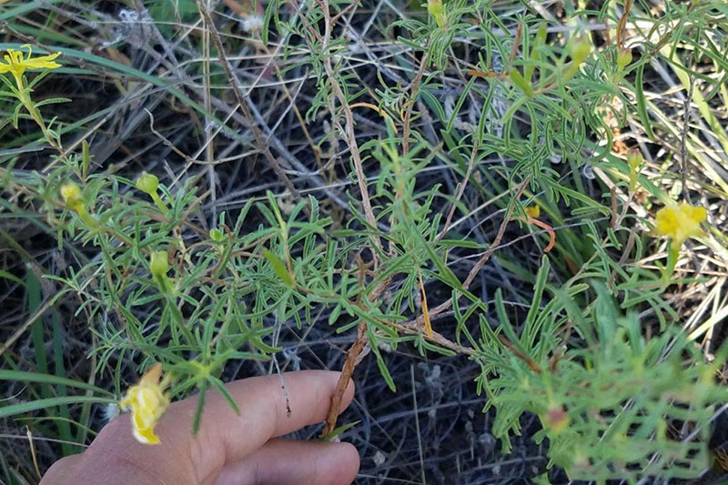 Halfshrub Sundrop Oklahoma State University