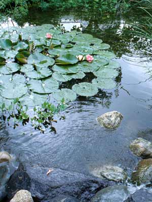 A group of Hardy Water Lilies with pink and yellow flowers and floating in a pond surrounded by rocks and other greenery. A group of Hardy Water Lilies with pink and yellow flowers and floating in a pond surrounded by rocks and other greenery.