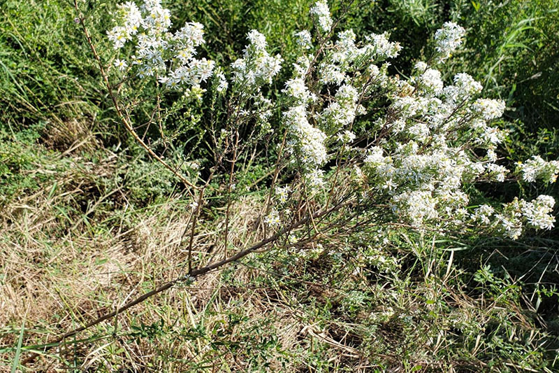 Many large branches on upper half of stem only