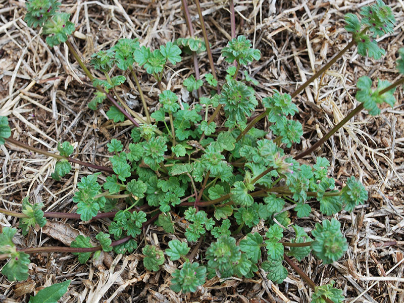 Henbit | Oklahoma State University