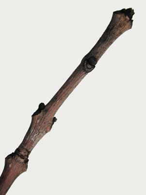 A brown Honey Locust branch with multiple small buds. A brown Honey Locust branch with multiple small buds.