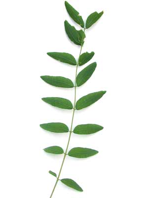 A Honey Locust stem with several oblong green leaves on each side. A Honey Locust stem with several oblong green leaves on each side.
