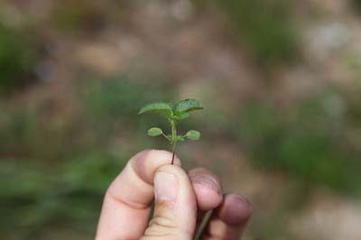 Hophornbeam Copperleaf | Oklahoma State University