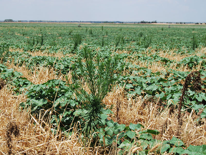 A tall, green Horseweed growing in a field of row crops. A tall, green Horseweed growing in a field of row crops.