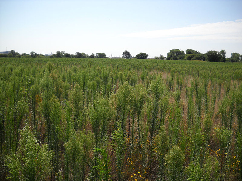 Horseweed plants growing thick in an open field. Horseweed plants growing thick in an open field.