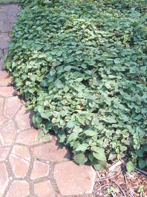 A bed of Houttuynia growing along a sidewalk. A bed of Houttuynia growing along a sidewalk.