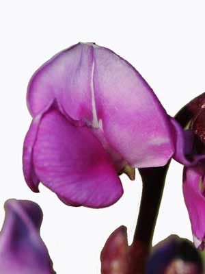 A Hyacinth Bean pink and white flower. A Hyacinth Bean pink and white flower.