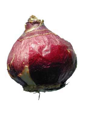 A round, bulb-like, red colored Hyacinth seed. A round, bulb-like, red colored Hyacinth seed.