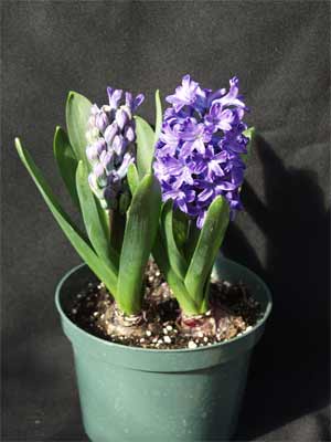A Hyacinth plant in a pot blooming with purple flowers. A Hyacinth plant in a pot blooming with purple flowers.