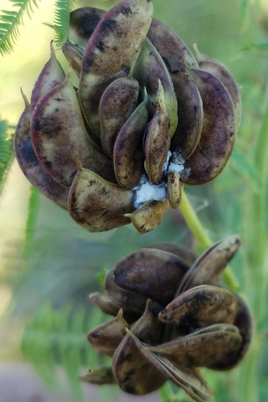 Curved seed pods form a ball-shaped cluster