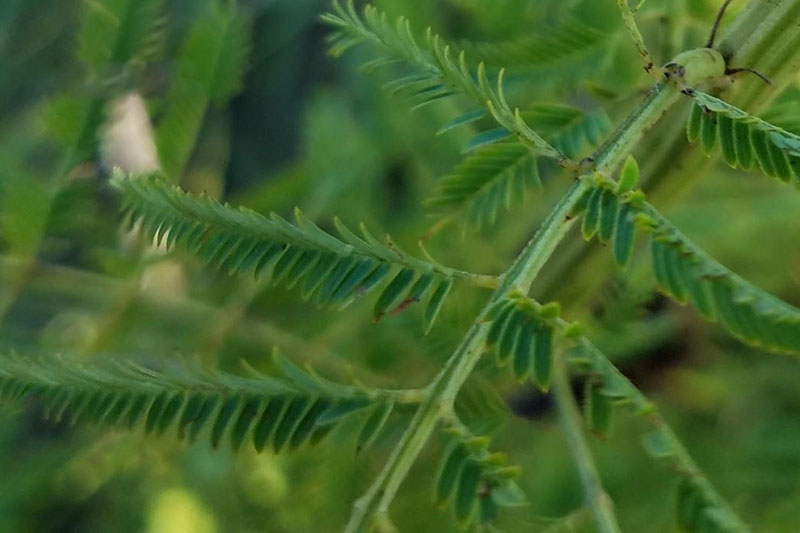 Leaflets fold when touched
