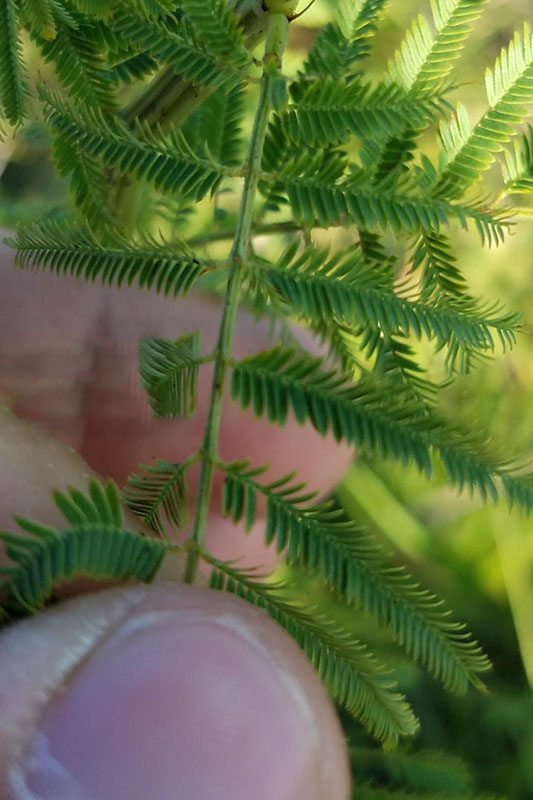 Leaves dissected into many opposite leaflets