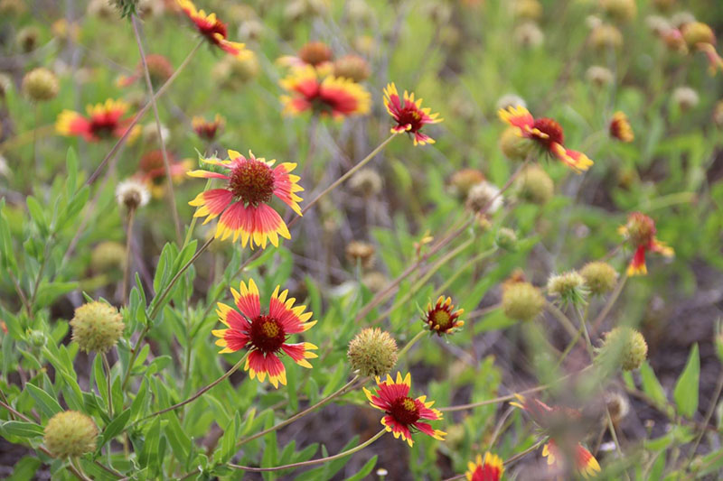 Indian Blanket growing in a native rangeland
