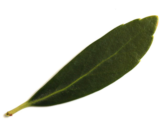 A slender, long Inkberry leaf with a noticeable vein down the middle. A slender, long Inkberry leaf with a noticeable vein down the middle.