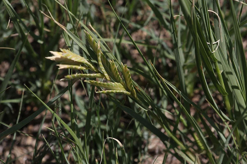 5-25 florets per spikelet