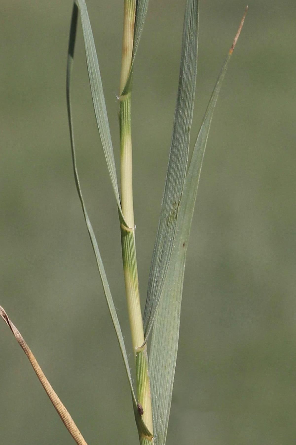 Alternating, stiff, short leaves