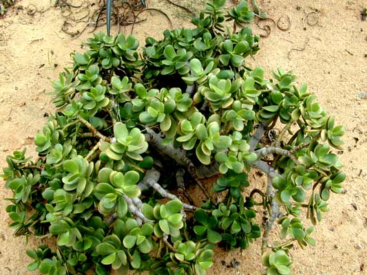 A small Jade Plant covered in green leaves growing in the dirt. A small Jade Plant covered in green leaves growing in the dirt.