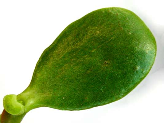 A green, round, smooth Jade Plant leaf. A green, round, smooth Jade Plant leaf.