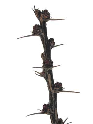 A spiny Japanese Barberry branch with small round buds. A spiny Japanese Barberry branch with small round buds.