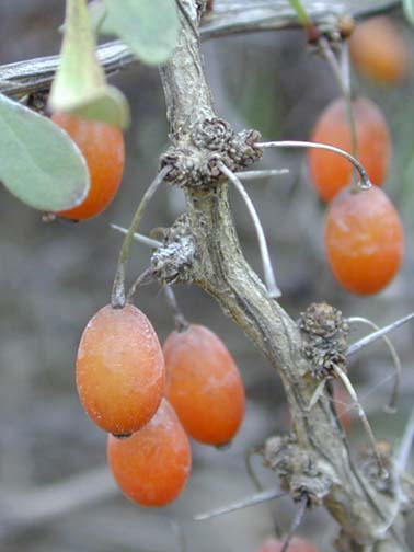 A cluster of round, orange Japanese Barberry berries. A cluster of round, orange Japanese Barberry berries.