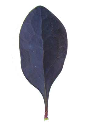A dark purple, oval shaped Japanese Barberry leaf. A dark purple, oval shaped Japanese Barberry leaf.