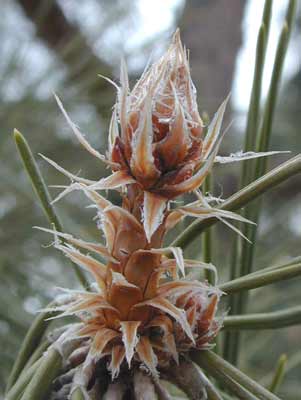 A small Japanese Black Pine bud with pointy leaves on it. A small Japanese Black Pine bud with pointy leaves on it.