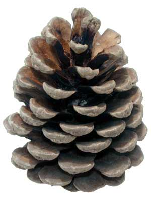 A single, brown Japanese Black Pine cone. A single, brown Japanese Black Pine cone.