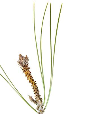 A Japanese Black Pine branch with several needle-like leaves. A Japanese Black Pine branch with several needle-like leaves.