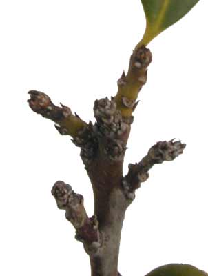 A Japanese Holly branch with several small buds. A Japanese Holly branch with several small buds.