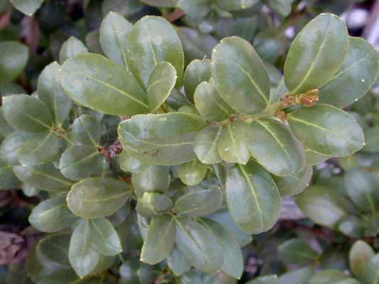 An up-close image of Japanese Holly oval shaped leaves. An up-close image of Japanese Holly oval shaped leaves.