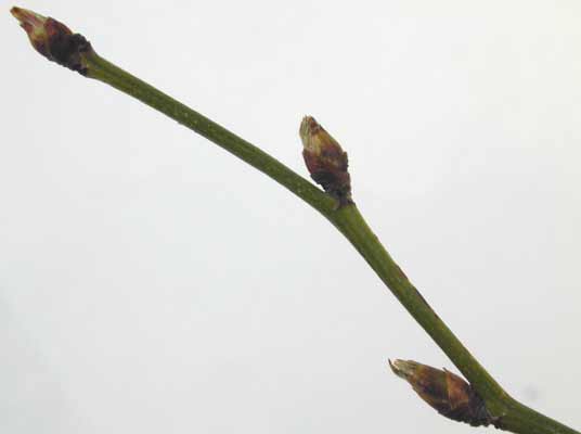 A green Japanese Rose branch with three small buds. A green Japanese Rose branch with three small buds.