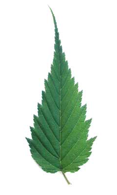 A long Japanese Rose leaf with serrated edges. A long Japanese Rose leaf with serrated edges.