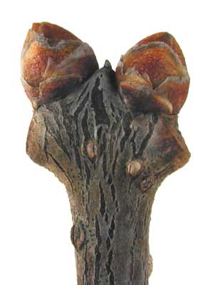 The end of a Japanese Tree Lilac branch with two small buds. The end of a Japanese Tree Lilac branch with two small buds.