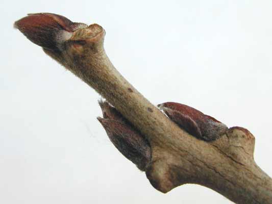 An up-close image of a Japanese Wisteria branch with three small buds on it. An up-close image of a Japanese Wisteria branch with three small buds on it.