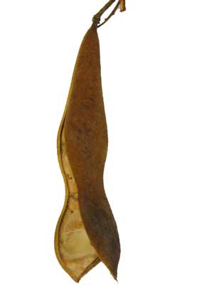 A brown, slender Japanese Wisteria seed pod that is opened. A brown, slender Japanese Wisteria seed pod that is opened.