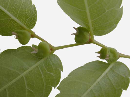 A Japanese Zelkova branch with leaves and seeds attached. A Japanese Zelkova branch with leaves and seeds attached.