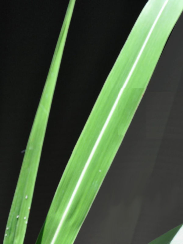 Leaves wide, have white midrib