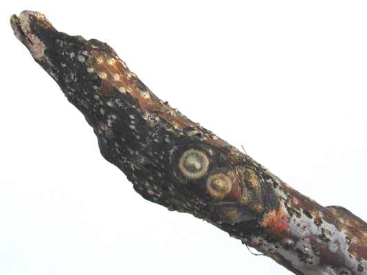 A brown Kentucky Coffee Tree branch with small buds on it. A brown Kentucky Coffee Tree branch with small buds on it.