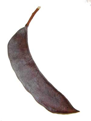A brown, elongated Kentucky Coffee Tree seed pod. A brown, elongated Kentucky Coffee Tree seed pod.