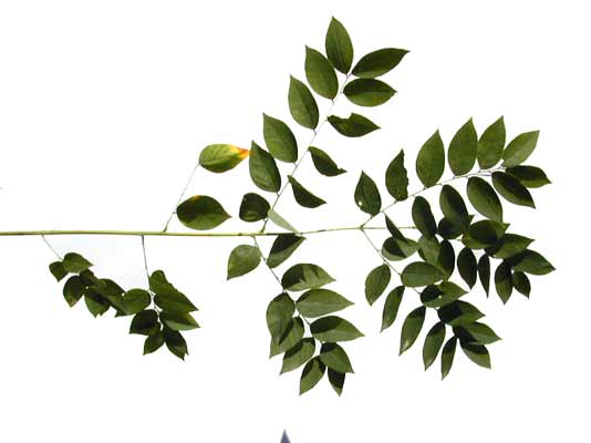 A Kentucky Coffee Tree branch with several green leaves attached. A Kentucky Coffee Tree branch with several green leaves attached.