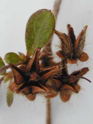 Brown star-shaped Kurume Azalea seed pods. Brown star-shaped Kurume Azalea seed pods.